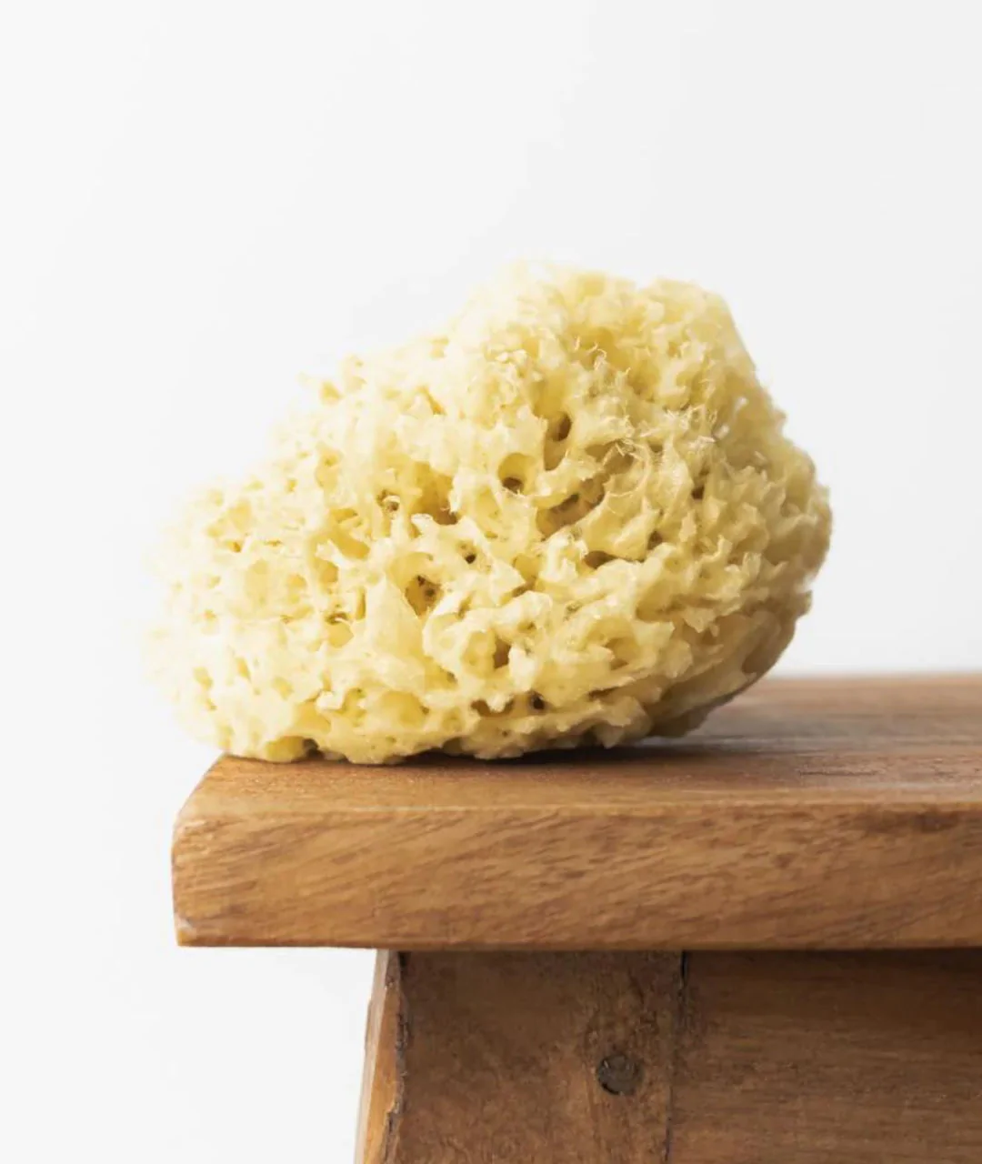 Natural sea sponge 9.5 cm 04H 2