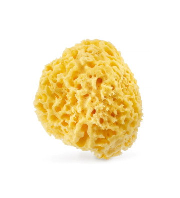 Natural sea sponge 12.5cm 03H - HHUUMM 1