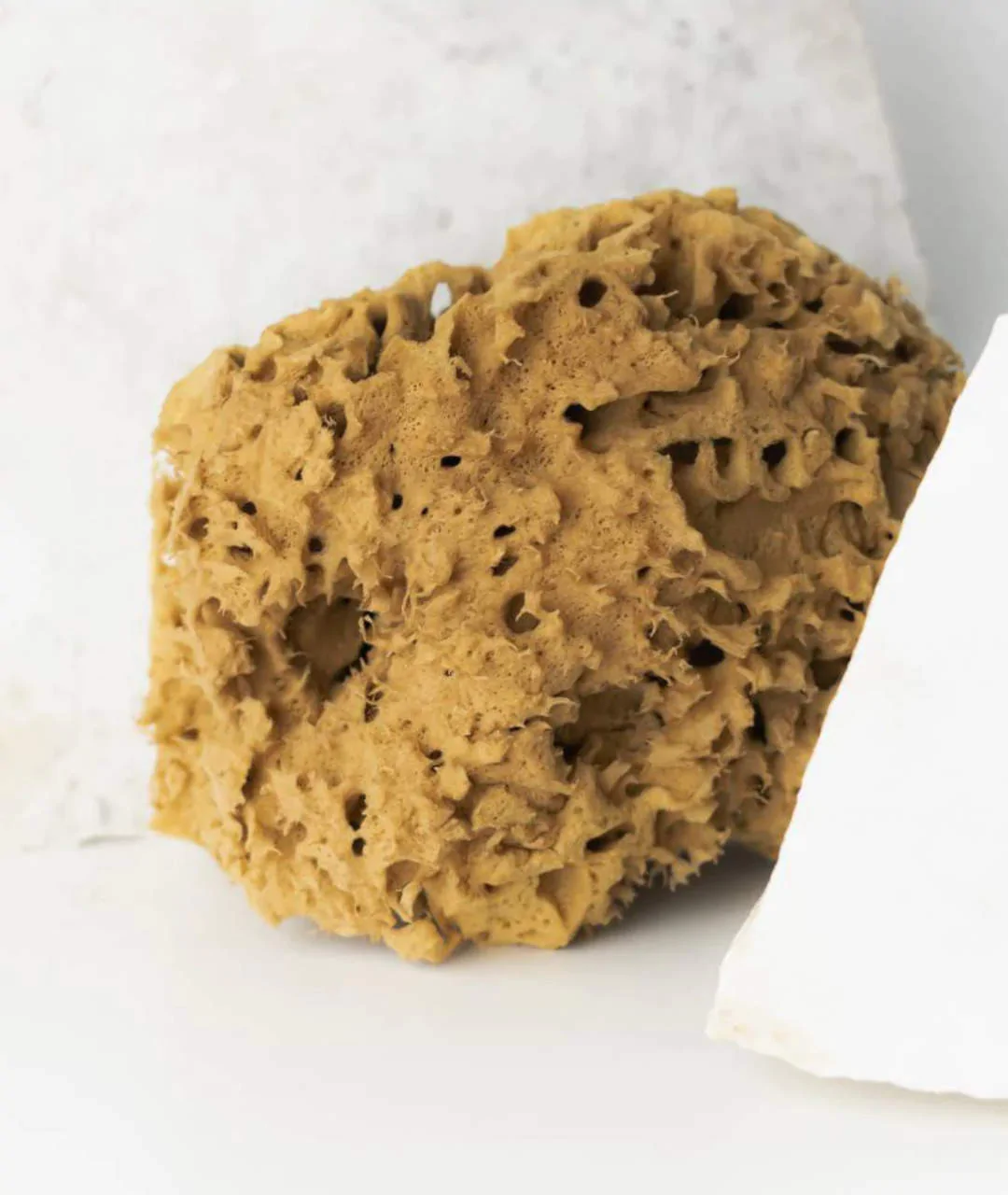 Natural sea sponge 17.5cm 02H 3