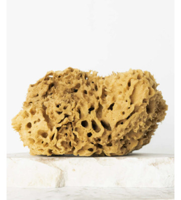 Natural sea sponge 17.5cm 02H - HHUUMM 2