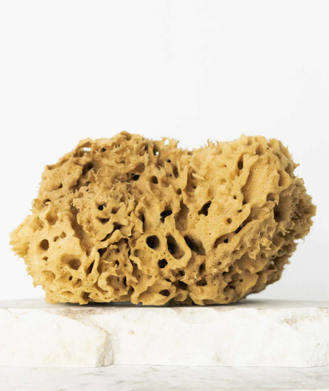 Natural sea sponge 17.5cm 02H 2
