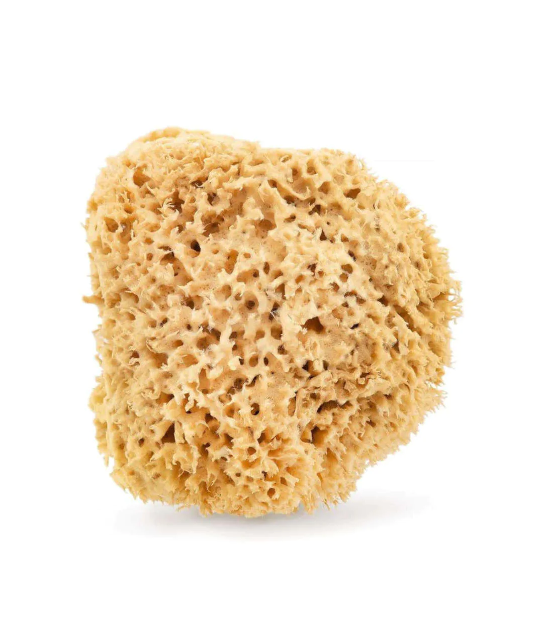 Natural sea sponge 17.5cm 02H Natural sea sponge 17.5cm 02H
