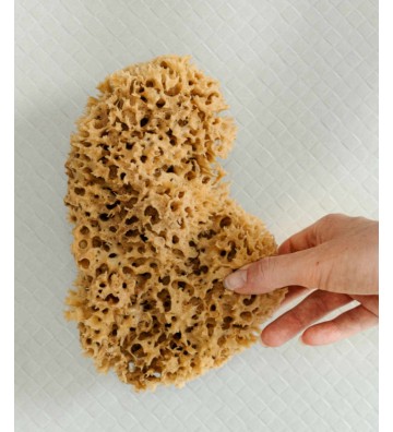 Natural sea sponge 17.5cm 02H - HHUUMM 5