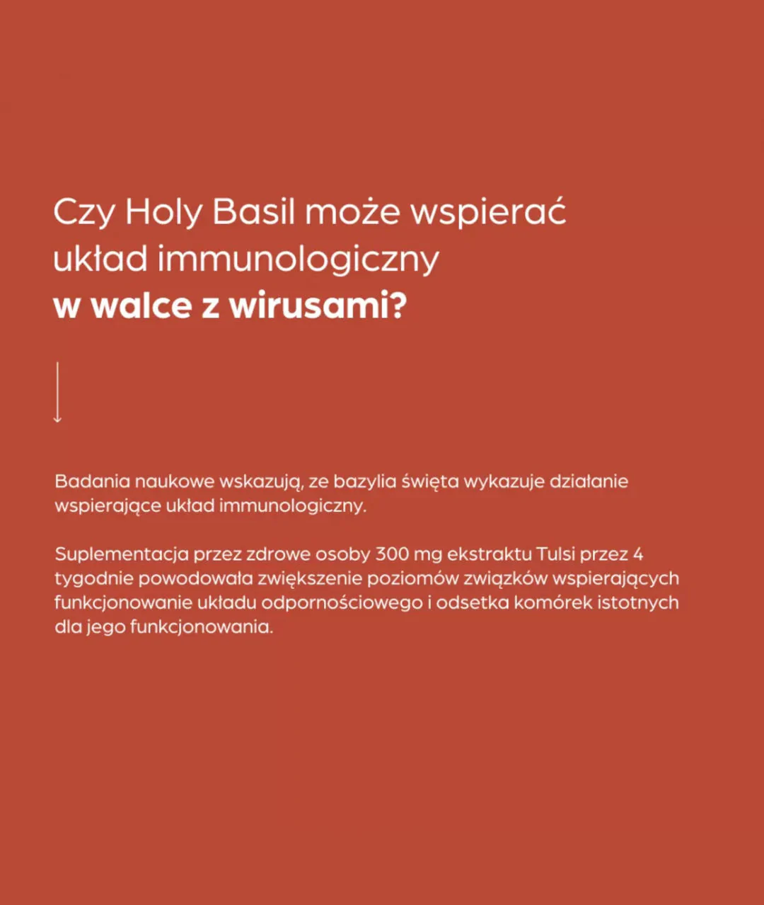 Suplement diety Holy Basil 50 szt 3